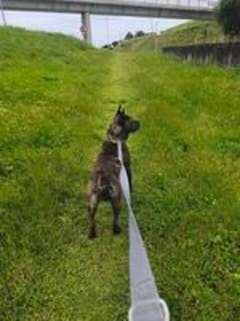   donne chien 2 ans 