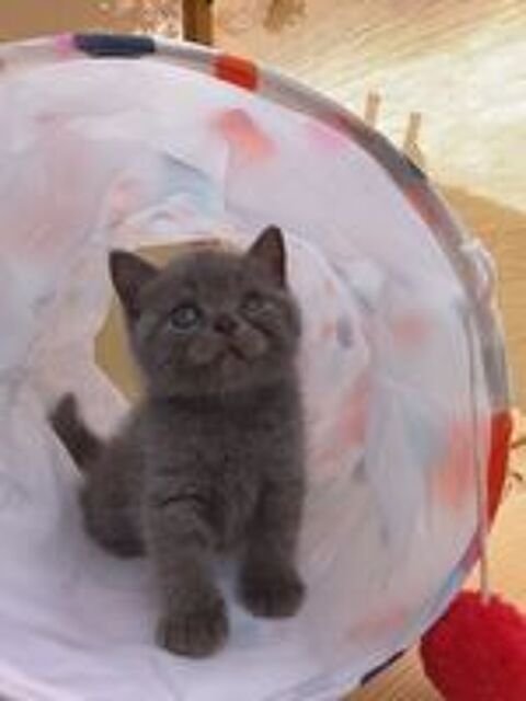   Magnifiques chatons British shorthair NON Loof 