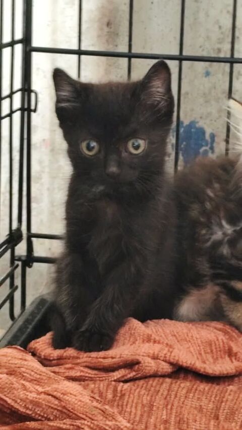 Chat BUCK à la réservation 160 26130 Solrieux