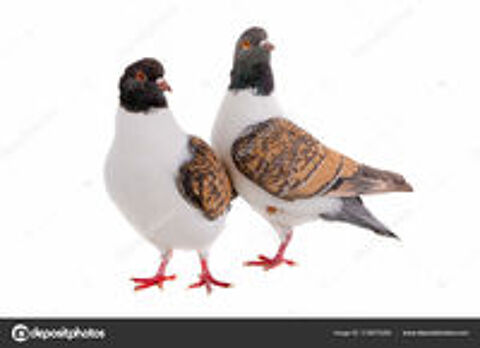   RECHERCHE couple de pigeons GAZZI Maille Rouges et Jaunes .  
