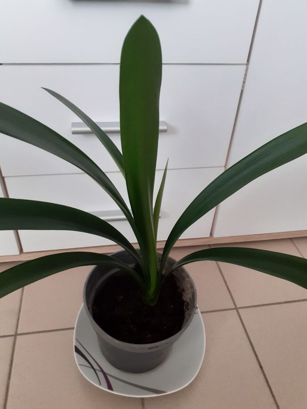 Clivia Jardin