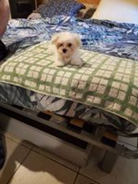   Magnifiques chiots bichons maltais. 