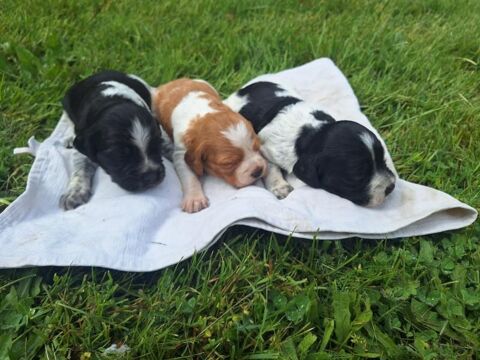 Vente chiots males &eacute;pagneuls bretons 800 45110 Ch�teauneuf-sur-loire