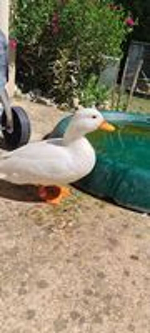   Canetons mignon  