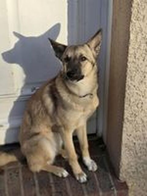   Ninia à l'adoption  