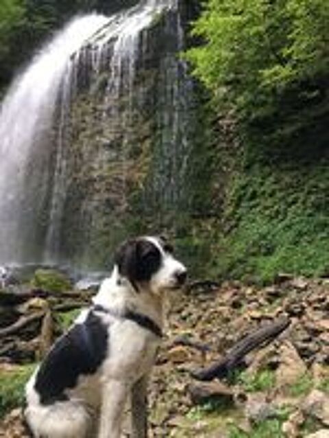   Garde de chien (femelle) 