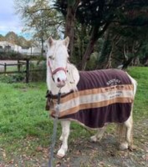   GIPSY, magnifique ponette ONC crme  adopter via l'association UMA 