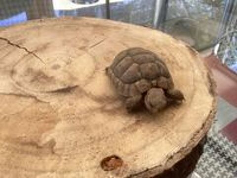   Tortues grecques  