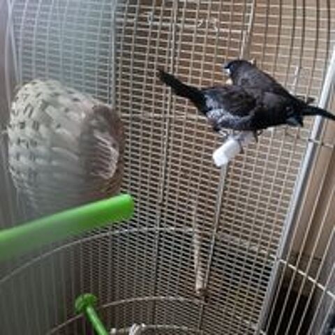   couple de moineau du Japon 