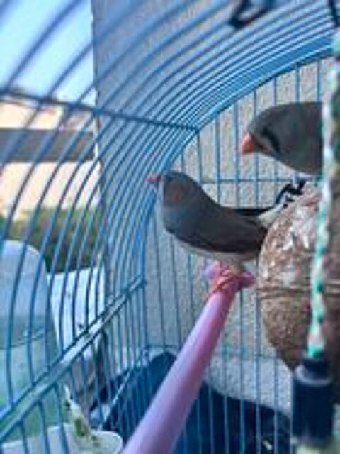   Diamand mandarin  