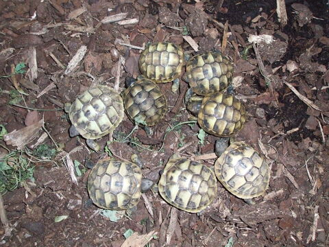 bébés tortues 0 30200 Bagnols-sur-cze