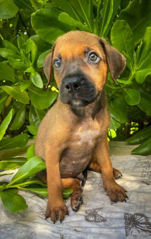 Balin, mâle croisé berger, né le 15/04/2025&#128054; 300 92000 Nanterre