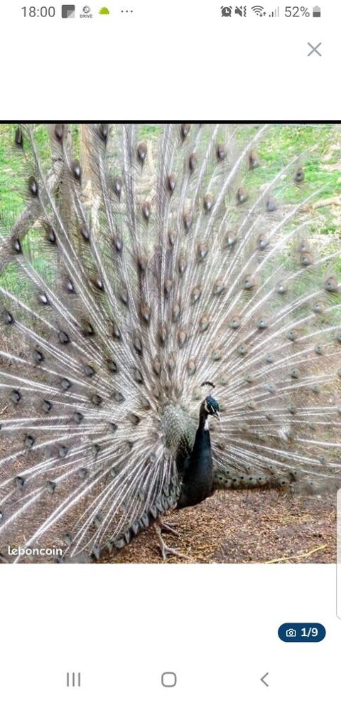 Paons 70 86300 Sainte-rad�gonde