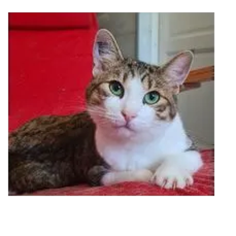 ZAZOO CHAT TIGRE BLANC 3 ANS 195 92260 Fontenay-aux-roses