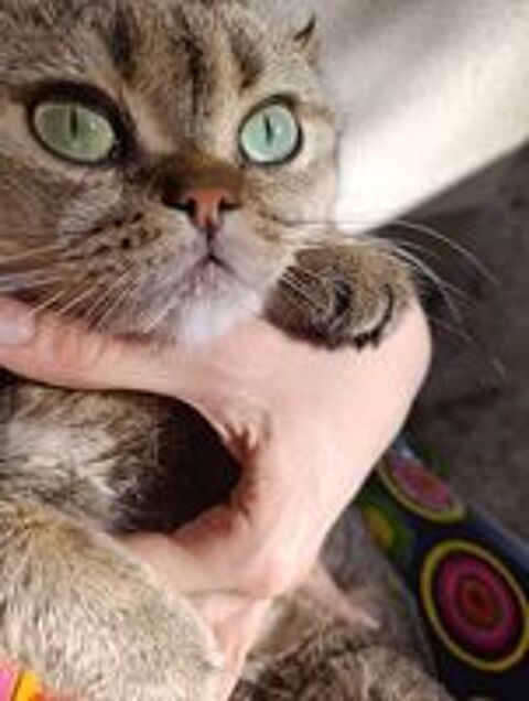   Saillie mâle type British shorthair  