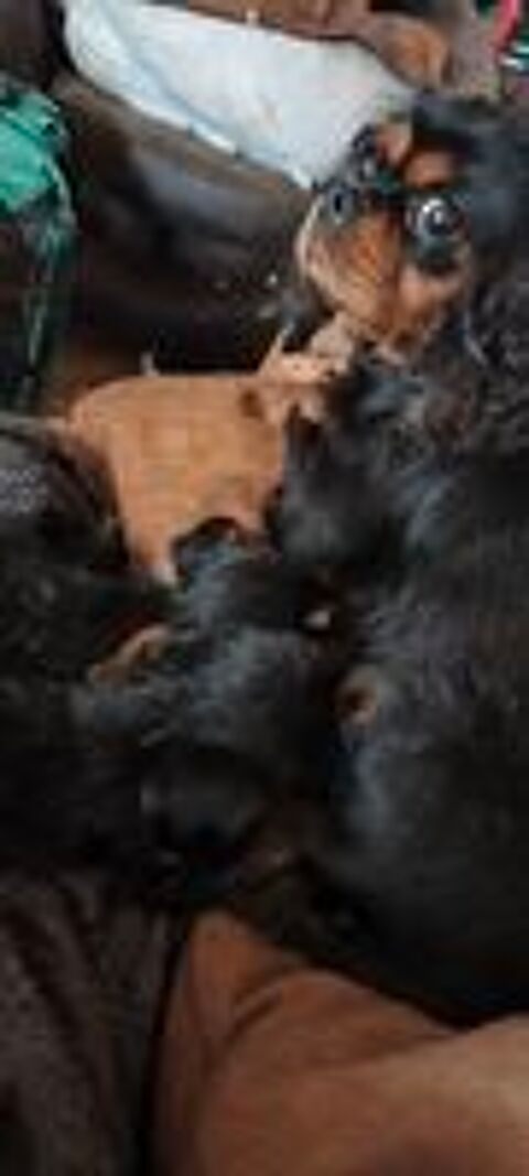   2 cavalier king Charles 