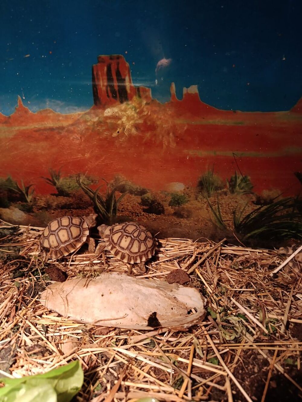   Sulcata centrochelys  