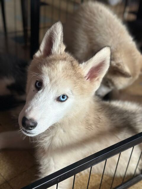 Chiot husky m&acirc;le 700 78570 Chanteloup-les-vignes