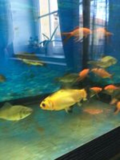   Poissons rouges bassin  