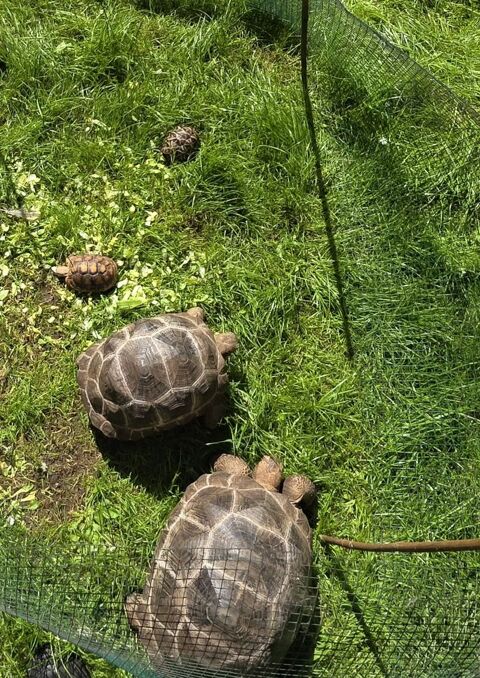 Tortue g&eacute;ante des Seychelles 10 43000 Le puy-en-velay