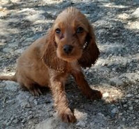   Chiots Cocker Anglais  