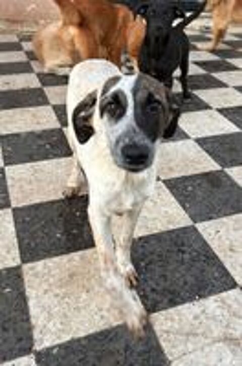   Notre Chouchou d'Amour, Jack, à l'adoption ! 