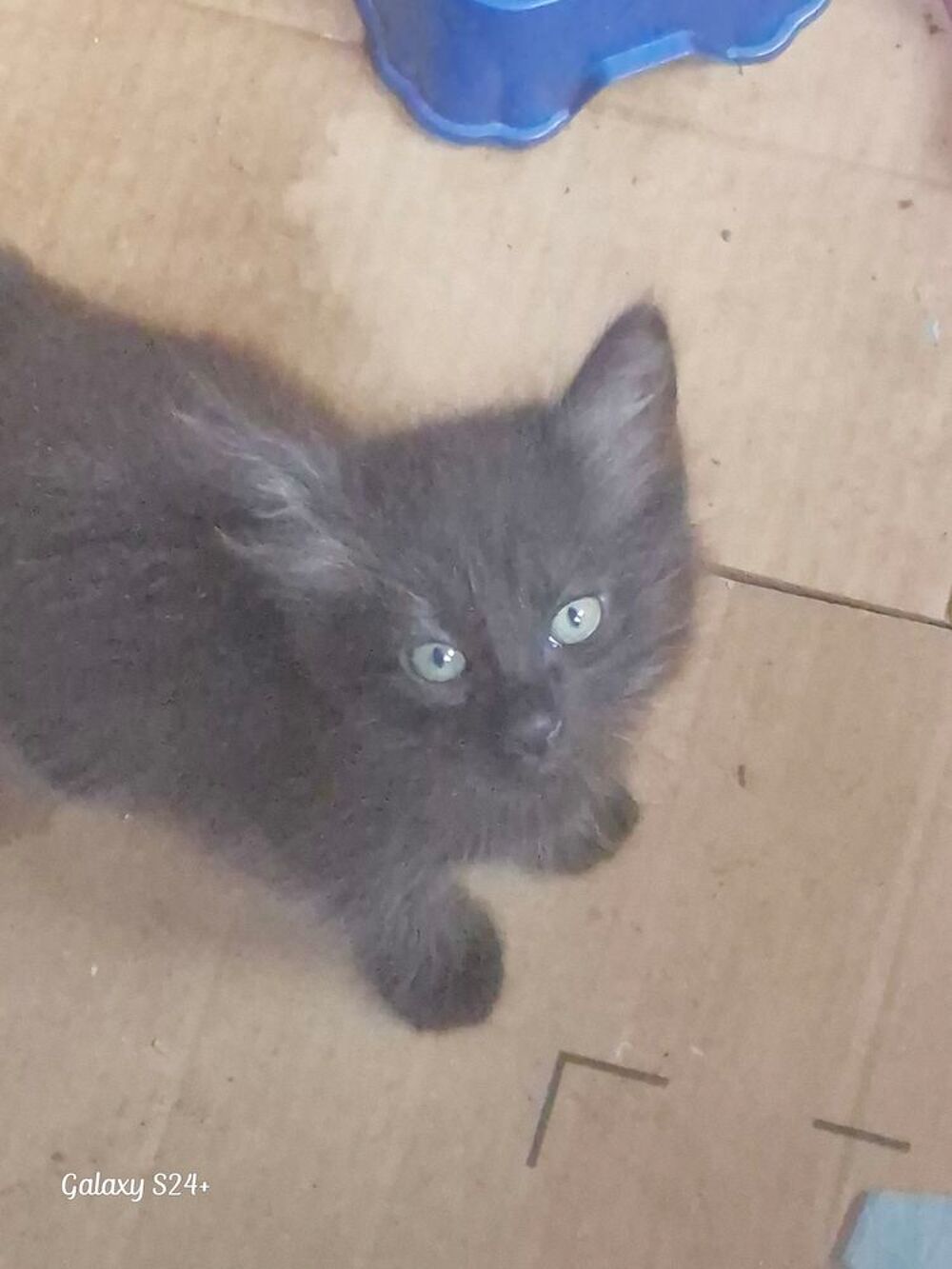   Donne chatons 