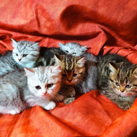 Chaton Scottish straight 600 45460 Bouzy-la-fort
