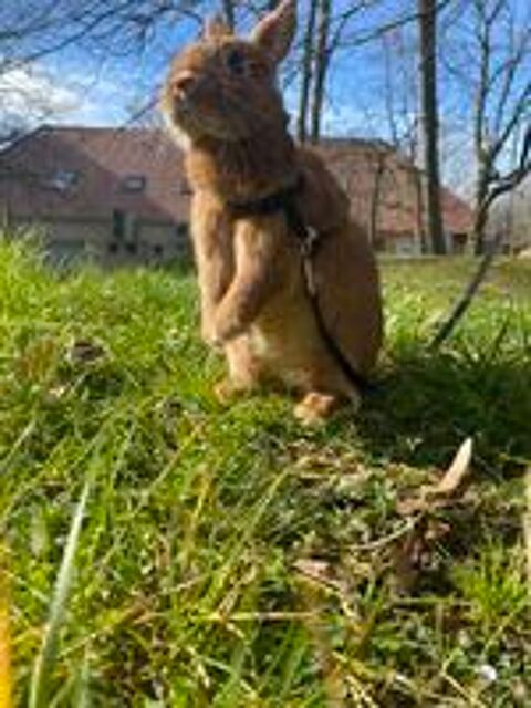    À DONNER  Kiwi cherche une nouvelle famille 