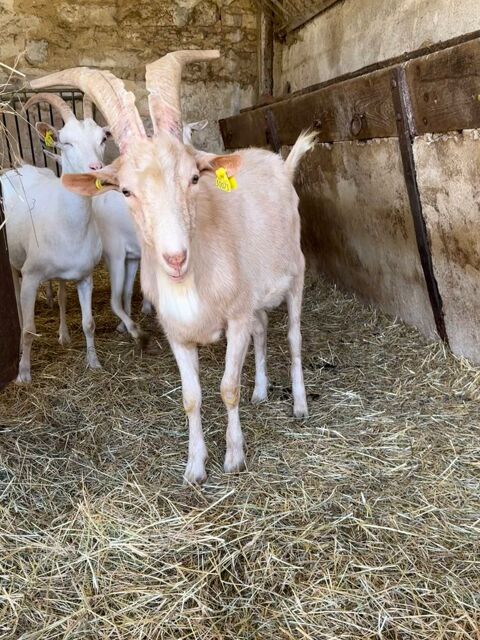 bouc alpin reproducteur 180 77130 Montereau-fault-yonne