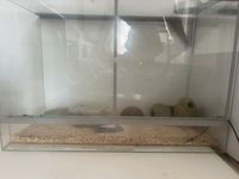   Femelle geckos + terrarium pix négociable  
