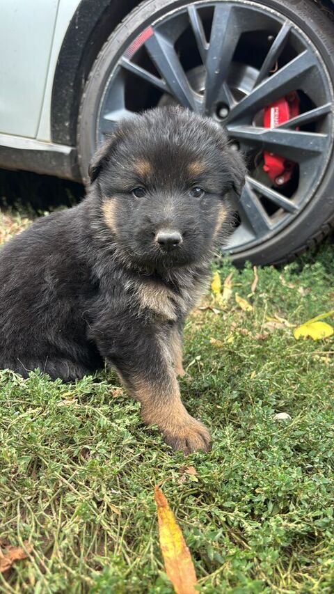 Chiot Berger allemand poil long 1200 78690 Saint-rémy-l'honoré