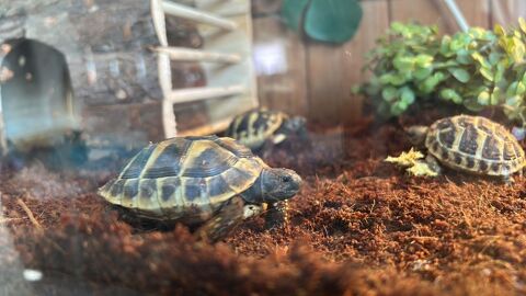 tortue Hermann 2ans adoption 70 26270 Loriol-sur-dr�me