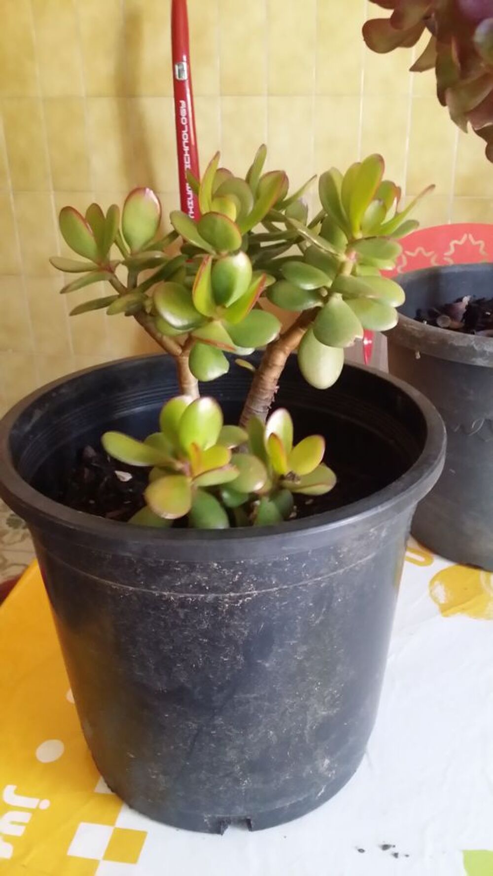 Plantes grasses, Arbre de Jade et A&eacute;onium Jardin