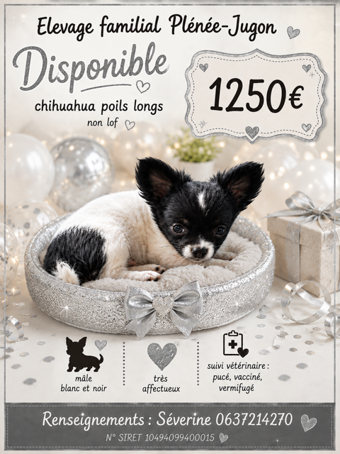 Disponible chihuahua non lof poils longs 1250 22640 Plénée-jugon