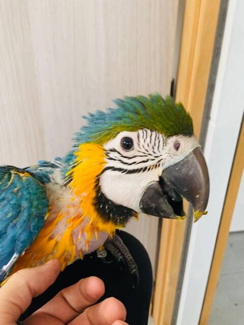 Bébé perroquet Ara Ararauna 1400 35000 Rennes