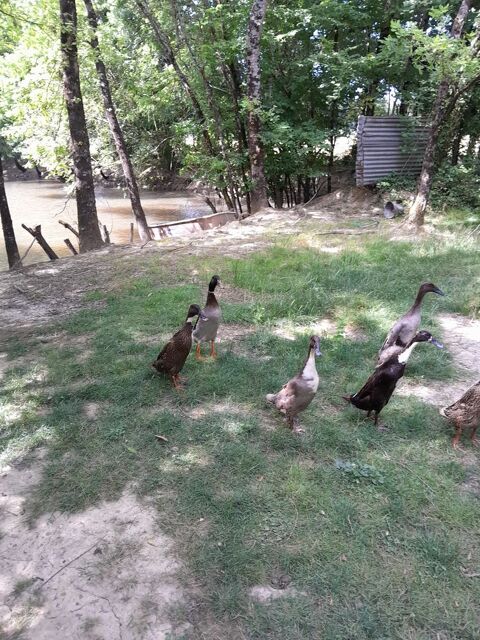 Coureur indien 25 24400 Beaupouyet