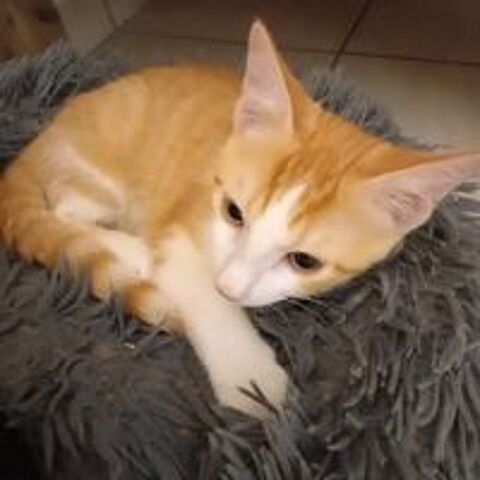   ✨️ DORITO ✨️ 🐱 