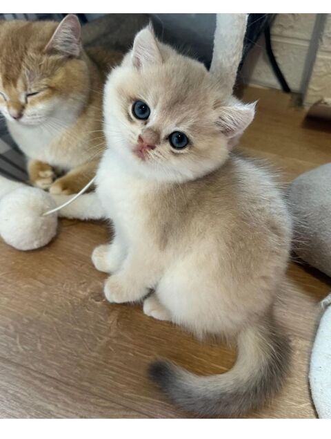Magnifiques chatons british shorthair bleu golden 1300 95430 Auvers-sur-oise