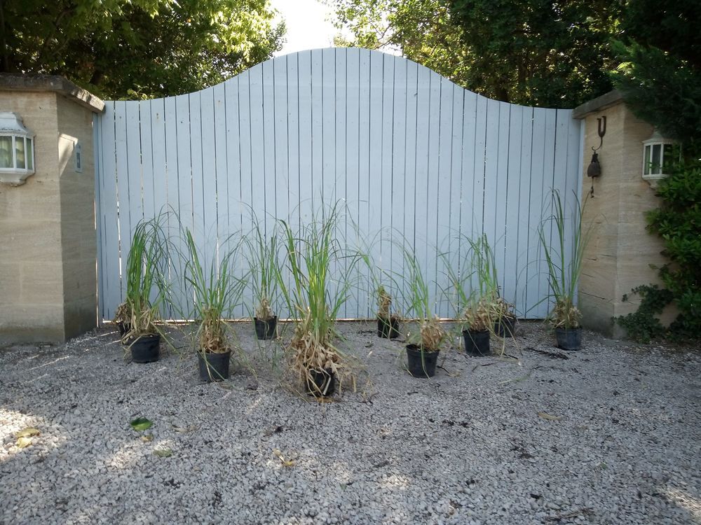 Gynerium Plum&eacute; en container (Herbe de la Pampa) ???????? Jardin