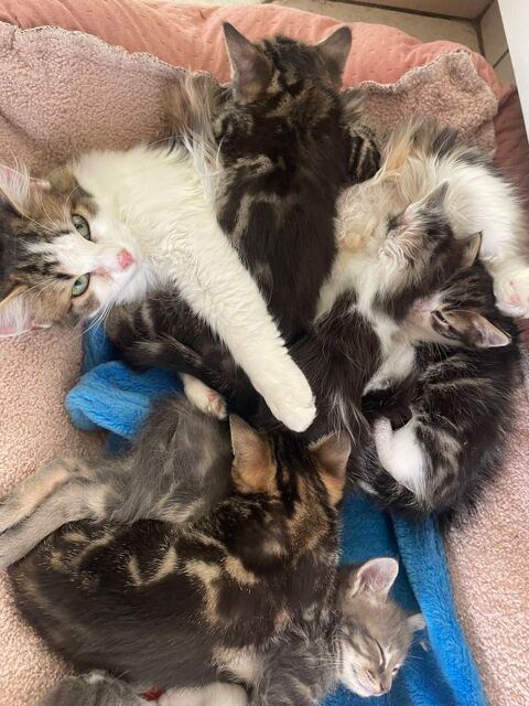 Chatons mignons 0 49700 Dou�-la-fontaine