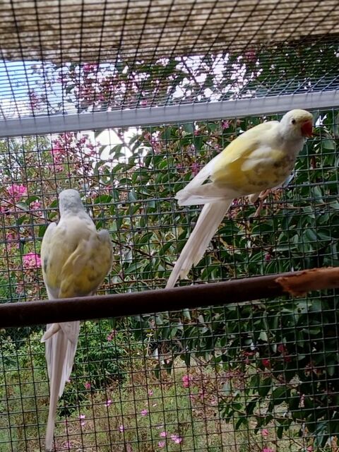 PERRUCHES A COLLIER 300 37540 Saint-cyr-sur-loire