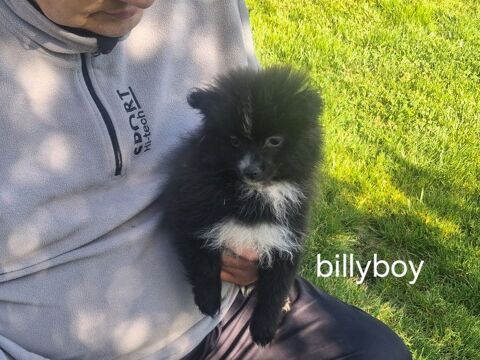 Chiot m&acirc;le spitz allemand 860 16500 Manot