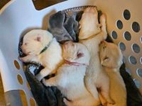   Chiots Samoyèdes LOF disponibles  