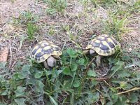   Bébés tortues de terre 1 an 