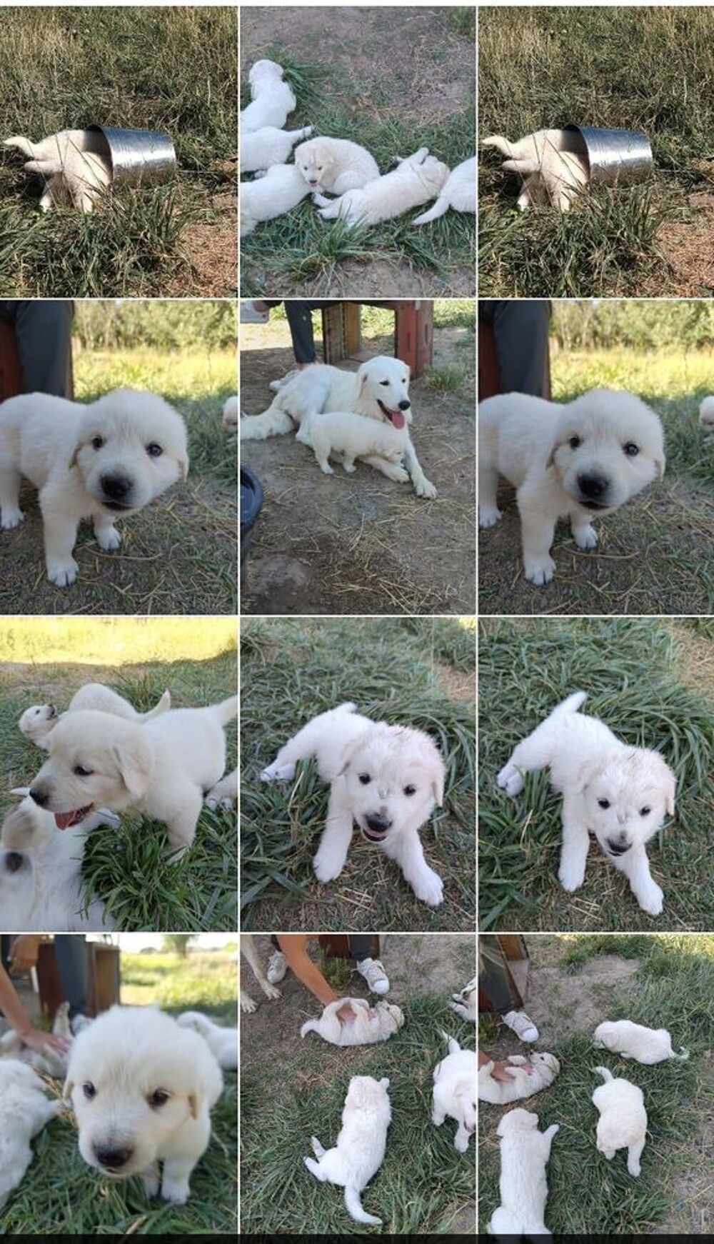   Chiot berger de la Maremme et des abruzzes  