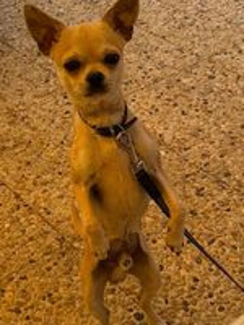   Saillie chihuahua  