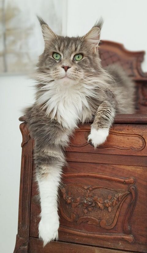 MAINE COON adultes  500 56140 Tral
