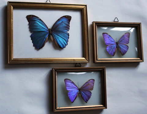 Papillons bleus Morpho Brsil verre bomb 1960 100 Issy-les-Moulineaux (92)