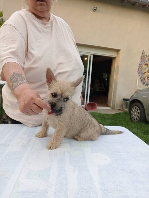 Chiots cairn terrier LOF nés le 12/02/2025 1100 16190 Bors canton de montmoreau-saint-cybard